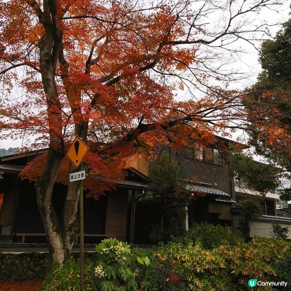 宇治🍵：京都古都茶香之旅！🏯✨