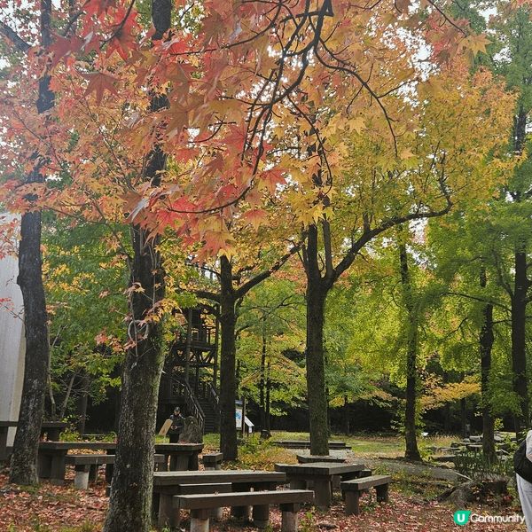 秋高氣爽遊大阪世博纪念公園最好，可賞楓，又有玫瑰香，一樂也。...