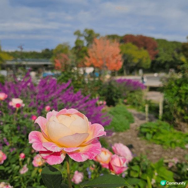 秋高氣爽遊大阪世博纪念公園最好，可賞楓，又有玫瑰香，一樂也。...