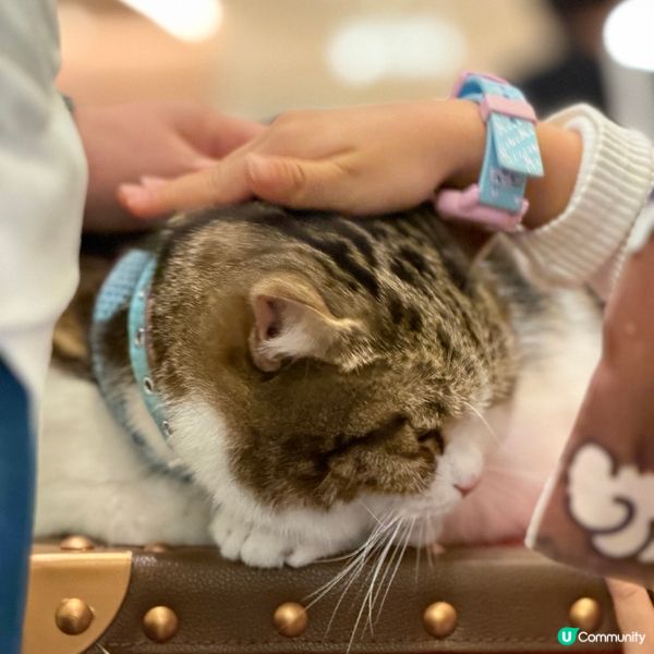 太古廣場聖誕🎄！貓仔神秘出場🐯！