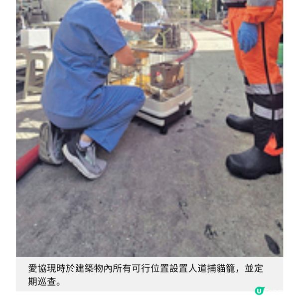 動保組織大埔災場無間斷拯救愛協持續支援情緒受困飼主走出陰霾