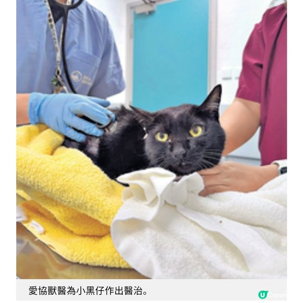 動保組織大埔災場無間斷拯救愛協持續支援情緒受困飼主走出陰霾