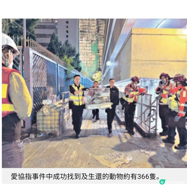 動保組織大埔災場無間斷拯救愛協持續支援情緒受困飼主走出陰霾