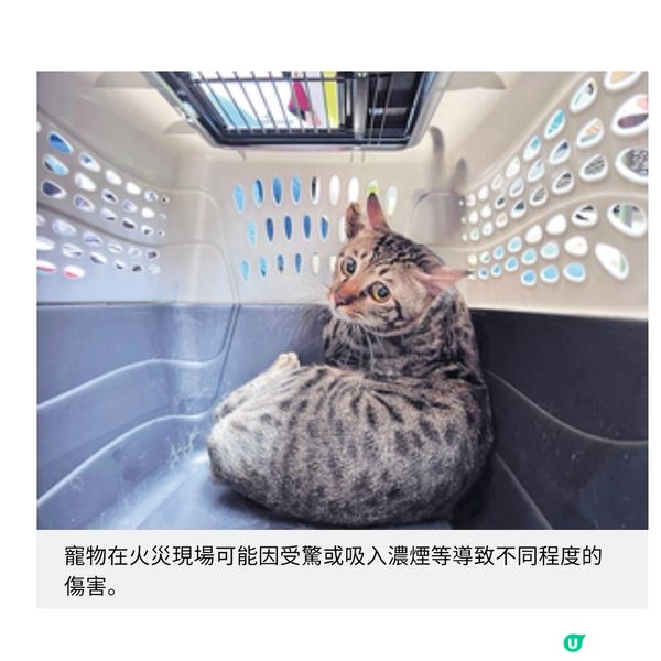 動保組織大埔災場無間斷拯救愛協持續支援情緒受困飼主走出陰霾