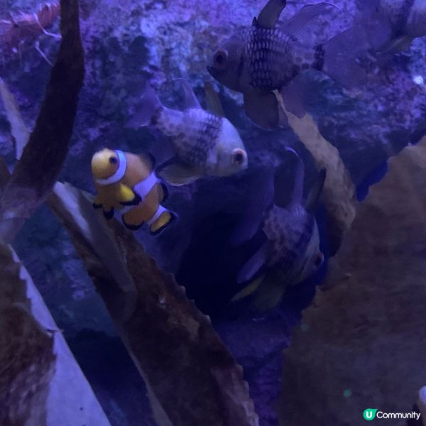 海洋公園｜親親小動物好去處🐢