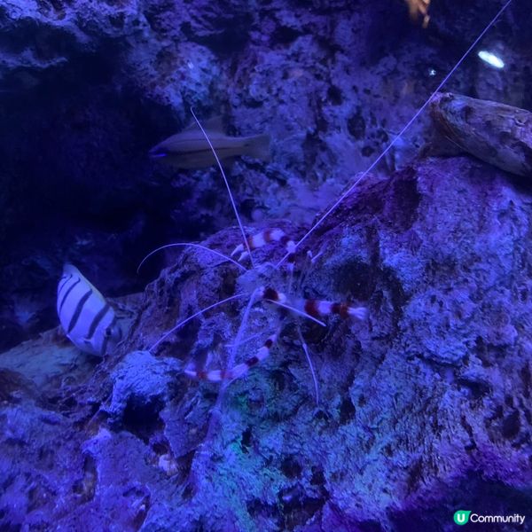 海洋公園｜親親小動物好去處🐢
