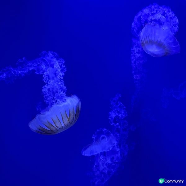 海洋公園｜親親小動物好去處🐢