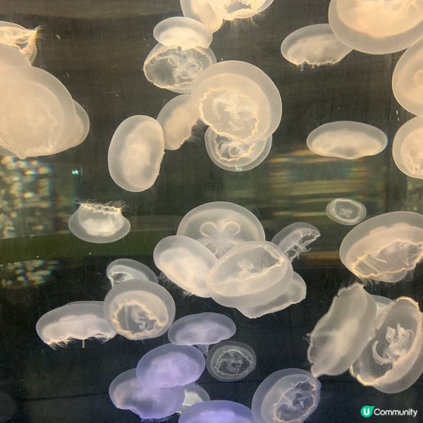 海洋公園｜親親小動物好去處🐢