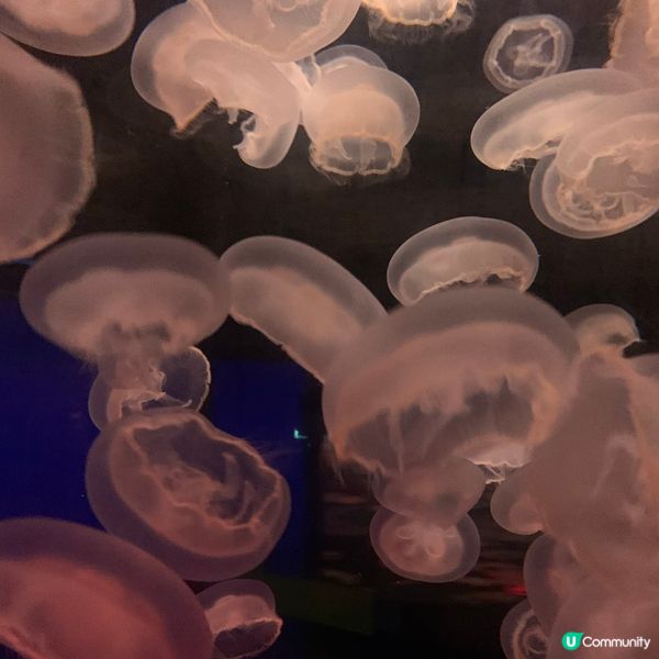 海洋公園｜親親小動物好去處🐢
