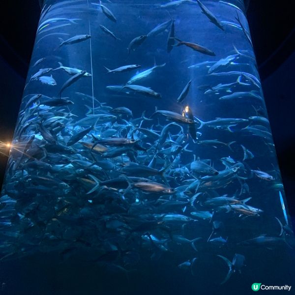 海洋公園｜親親小動物好去處🐢