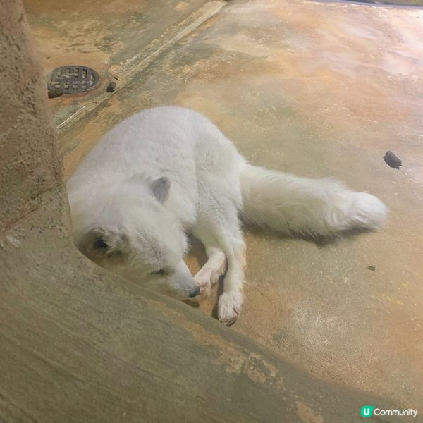 海洋公園｜親親小動物好去處🐢