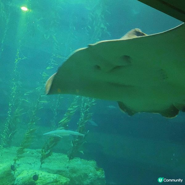 海洋公園｜親親小動物好去處🐢
