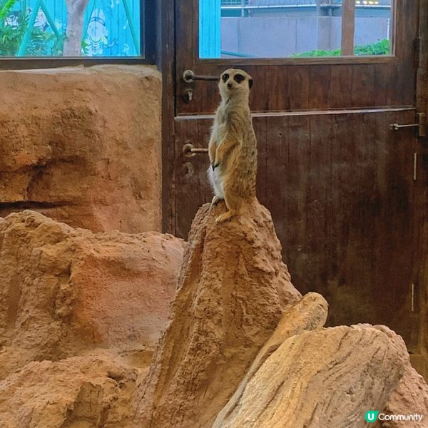 海洋公園｜親親小動物好去處🐢
