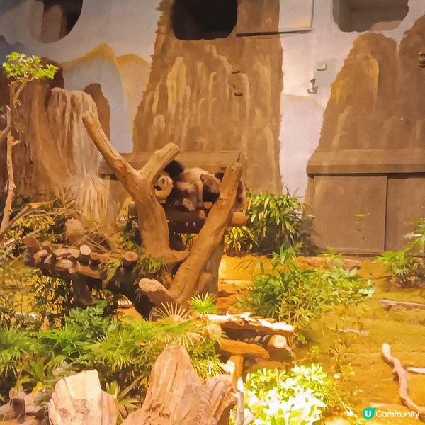 海洋公園｜親親小動物好去處🐢