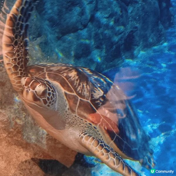 海洋公園｜親親小動物好去處🐢