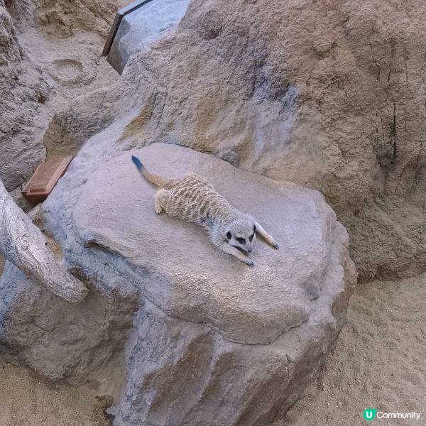 海洋公園｜親親小動物好去處🐢