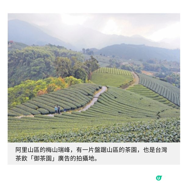 台灣茶藝美景遊由阿里山到台北茶園體驗