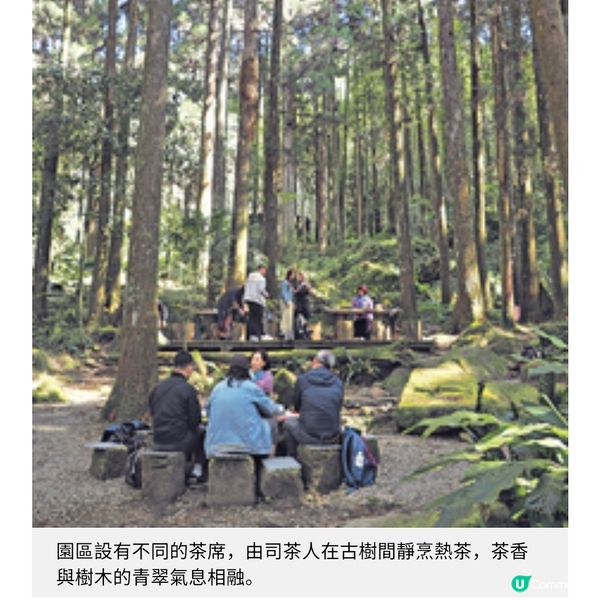 台灣茶藝美景遊由阿里山到台北茶園體驗