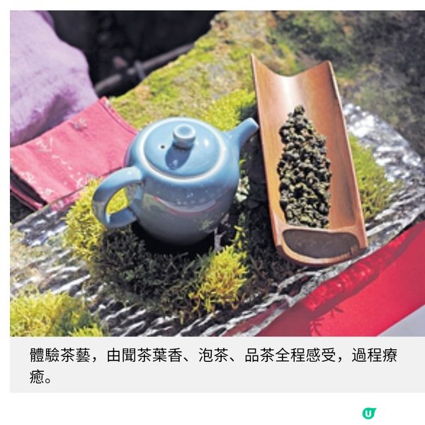 台灣茶藝美景遊由阿里山到台北茶園體驗