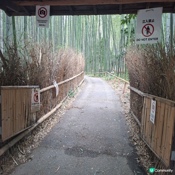 ✨日本京都嵐山竹林小徑逛行分享✨️附近景點美食分享😍