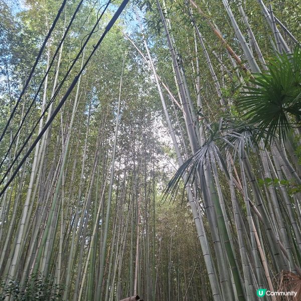 ✨日本京都嵐山竹林小徑逛行分享✨️附近景點美食分享😍