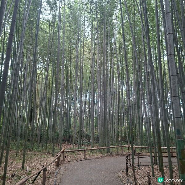 ✨日本京都嵐山竹林小徑逛行分享✨️附近景點美食分享😍