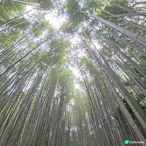 ✨日本京都嵐山竹林小徑逛行分享✨️附近景點美食分享😍