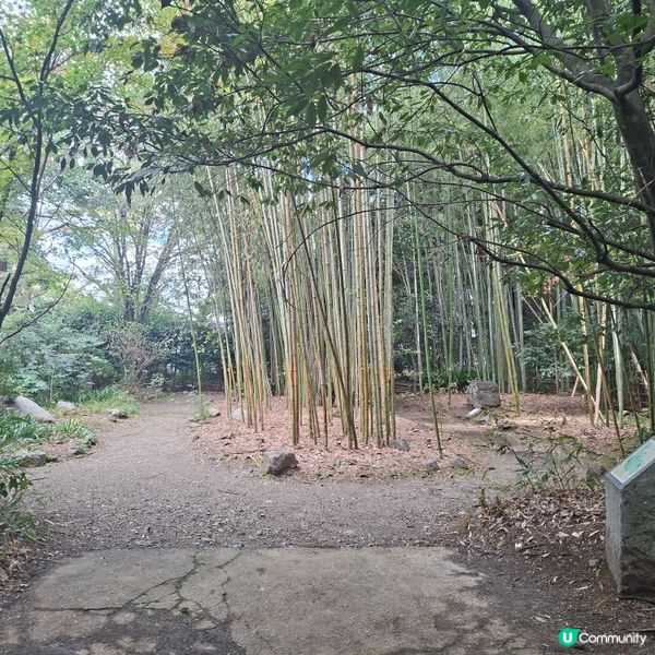 ✨日本京都嵐山竹林小徑逛行分享✨️附近景點美食分享😍