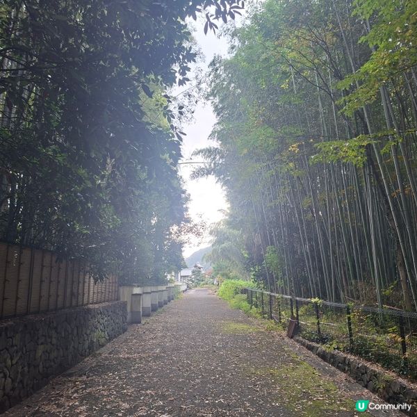 ✨日本京都嵐山竹林小徑逛行分享✨️附近景點美食分享😍