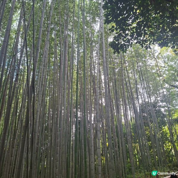 ✨日本京都嵐山竹林小徑逛行分享✨️附近景點美食分享😍