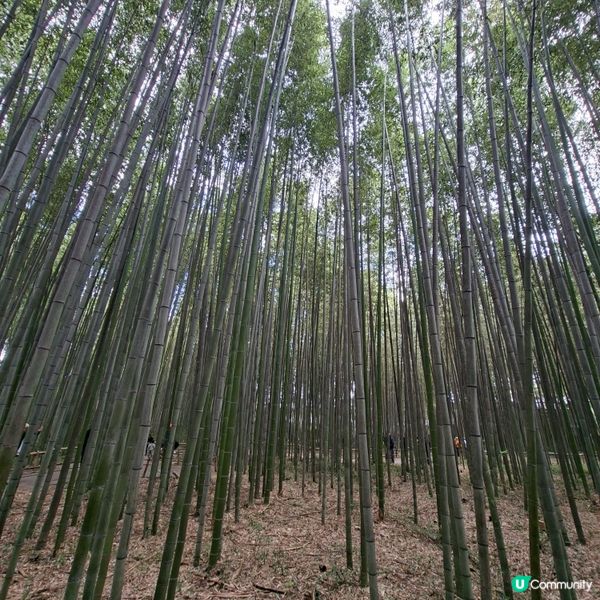 ✨日本京都嵐山竹林小徑逛行分享✨️附近景點美食分享😍