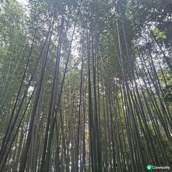 ✨日本京都嵐山竹林小徑逛行分享✨️附近景點美食分享😍