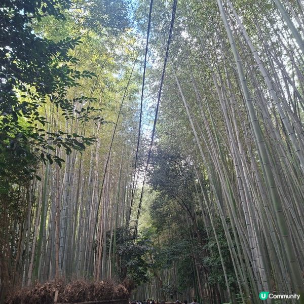 ✨日本京都嵐山竹林小徑逛行分享✨️附近景點美食分享😍