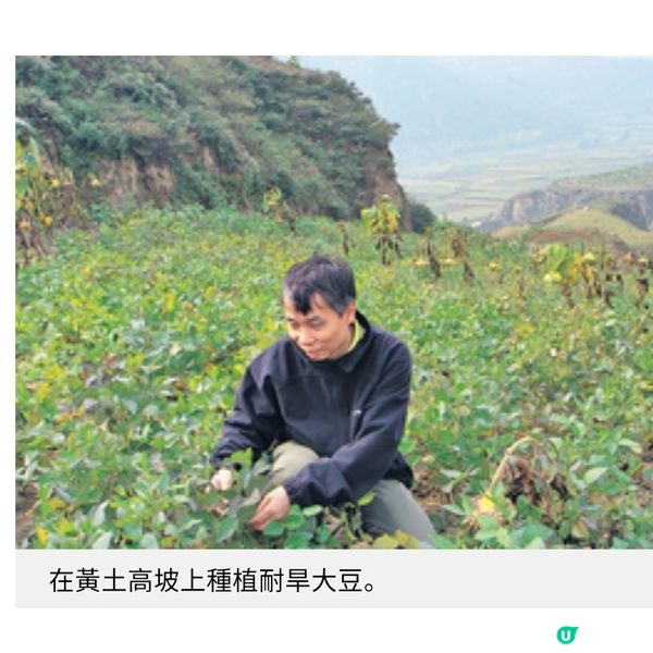 從徙置區到實驗室的大豆夢 林漢明教授不停步的科研人生