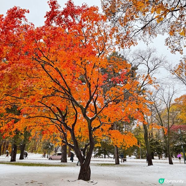 日本北海道，秋天冬天接軌嘅季節，銀杏、紅葉、落雪，堆砌出與別...