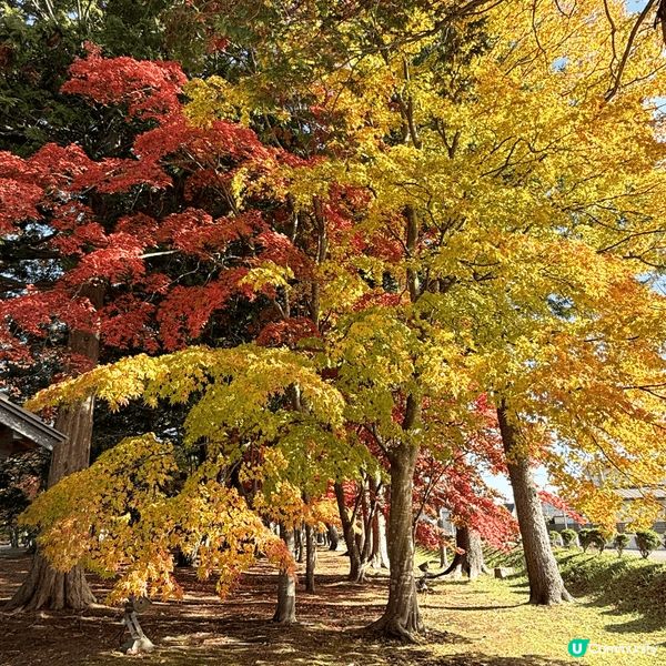日本北海道，秋天冬天接軌嘅季節，銀杏、紅葉、落雪，堆砌出與別...