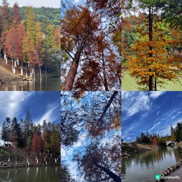 河源落羽杉🍂焦糖色客家公園超靚😍