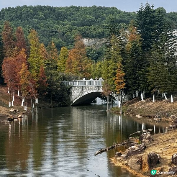 河源落羽杉🍂焦糖色客家公園超靚😍
