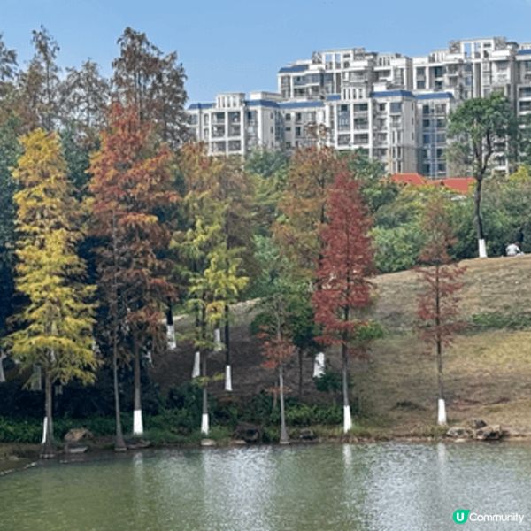 河源落羽杉🍂焦糖色客家公園超靚😍