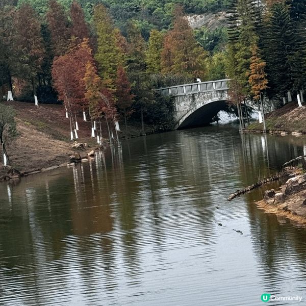 河源落羽杉🍂焦糖色客家公園超靚😍