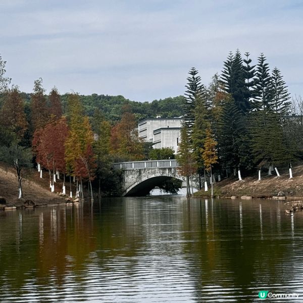 河源落羽杉🍂焦糖色客家公園超靚😍