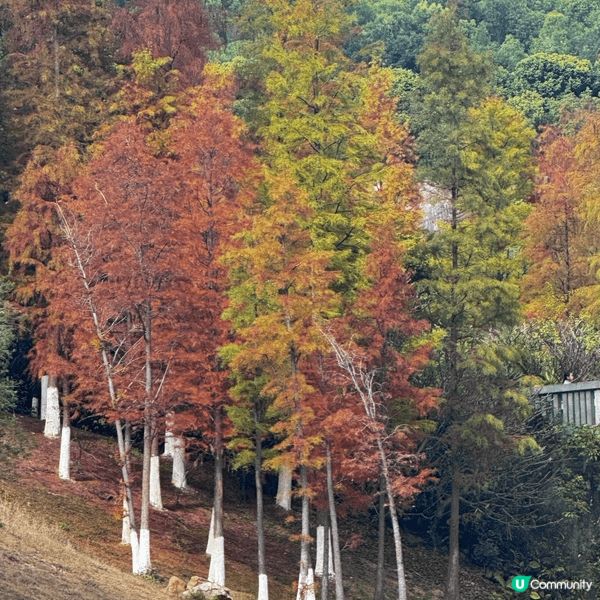 河源落羽杉🍂焦糖色客家公園超靚😍