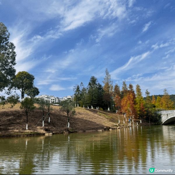 河源落羽杉🍂焦糖色客家公園超靚😍