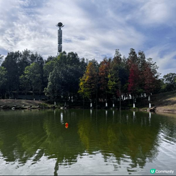 河源落羽杉🍂焦糖色客家公園超靚😍
