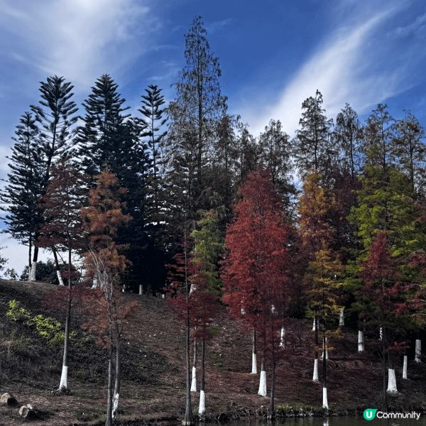 河源落羽杉🍂焦糖色客家公園超靚😍