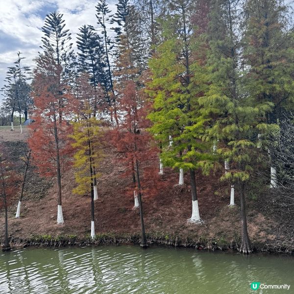 河源落羽杉🍂焦糖色客家公園超靚😍