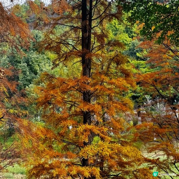 河源落羽杉🍂焦糖色客家公園超靚😍