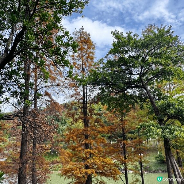河源落羽杉🍂焦糖色客家公園超靚😍