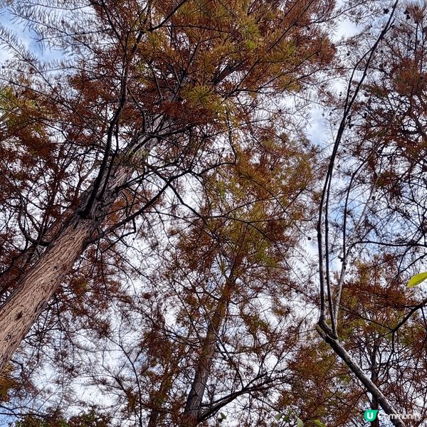 河源落羽杉🍂焦糖色客家公園超靚😍