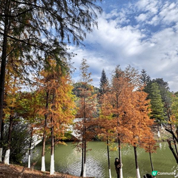 河源落羽杉🍂焦糖色客家公園超靚😍